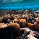brown-coral-reef-in-sea-4620443