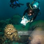 A pair of research divers collect coral reef monitoring data from the reef at Hin Wong Bay, Koh Tao, Thailand.